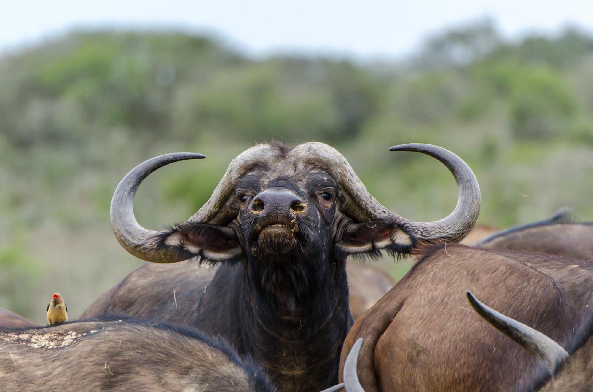 Kwandwe Private Game Reserve - Melton Manor Grahamstown Kültér fotó