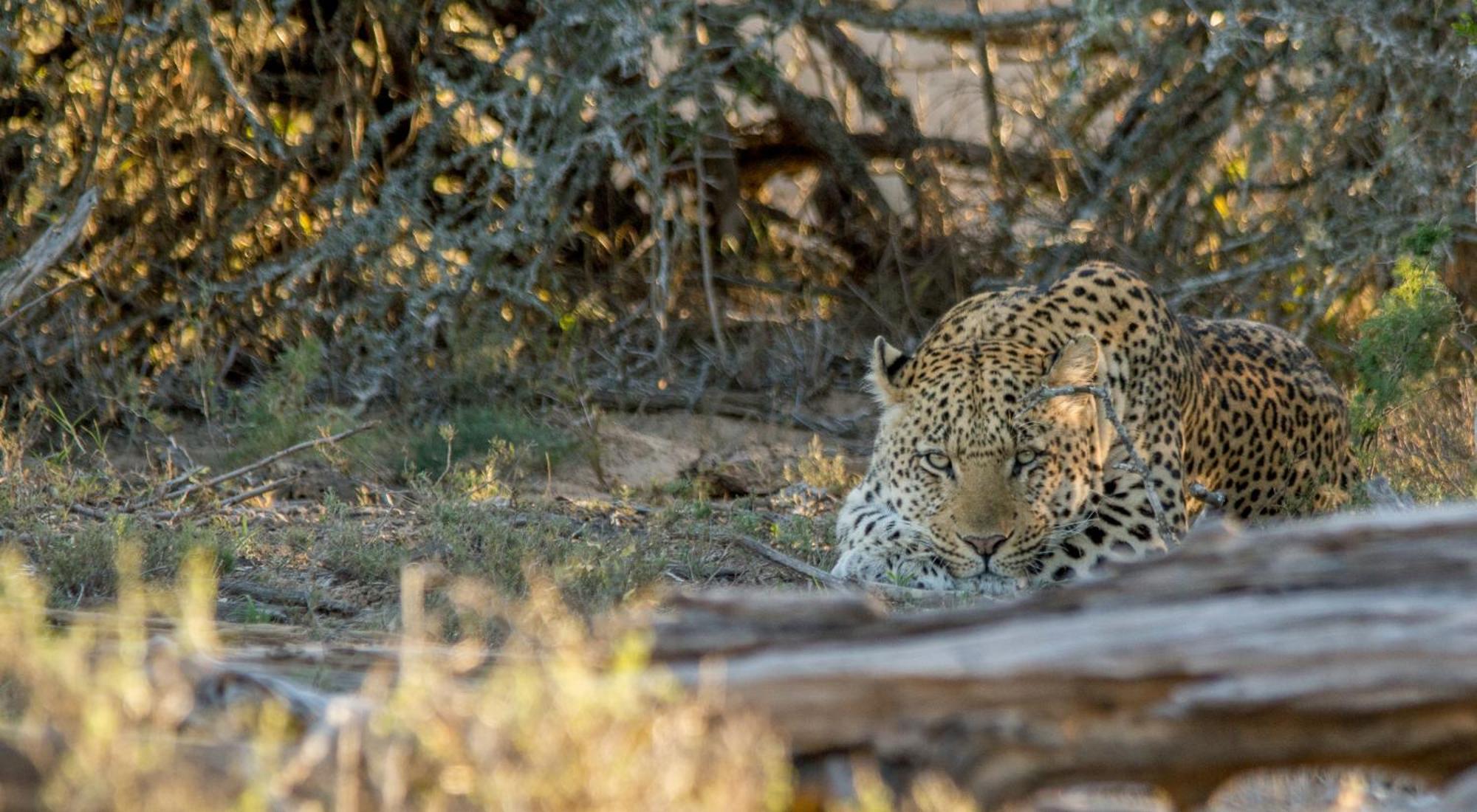 Kwandwe Private Game Reserve - Melton Manor Grahamstown Kültér fotó