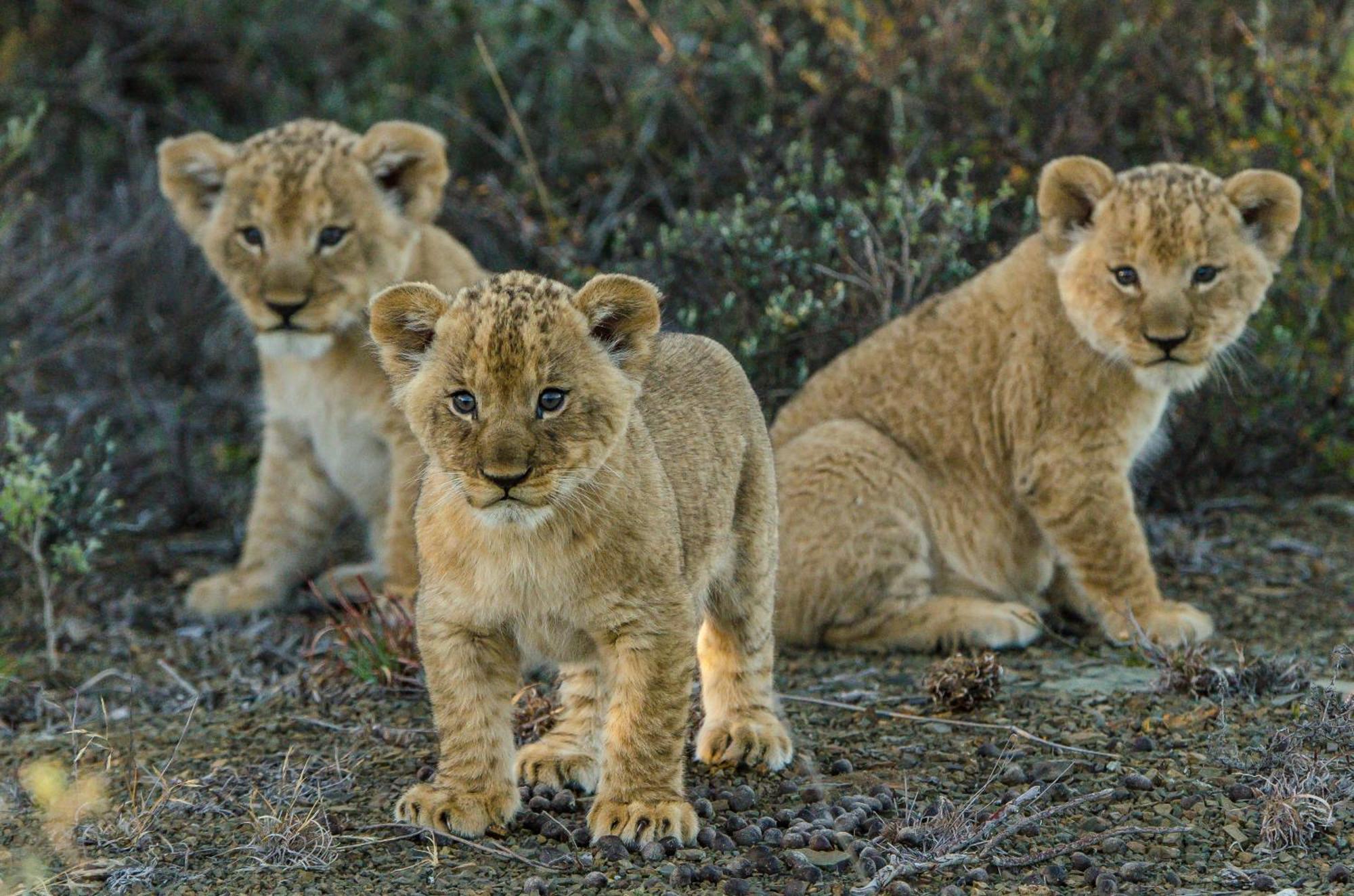 Kwandwe Private Game Reserve - Melton Manor Grahamstown Kültér fotó