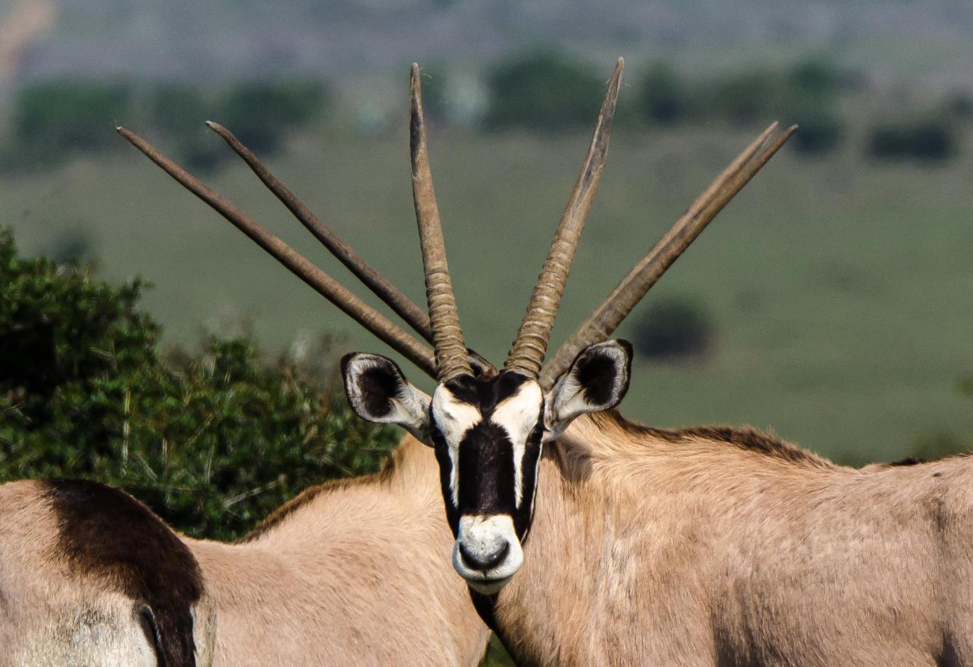 Kwandwe Private Game Reserve - Melton Manor Grahamstown Kültér fotó