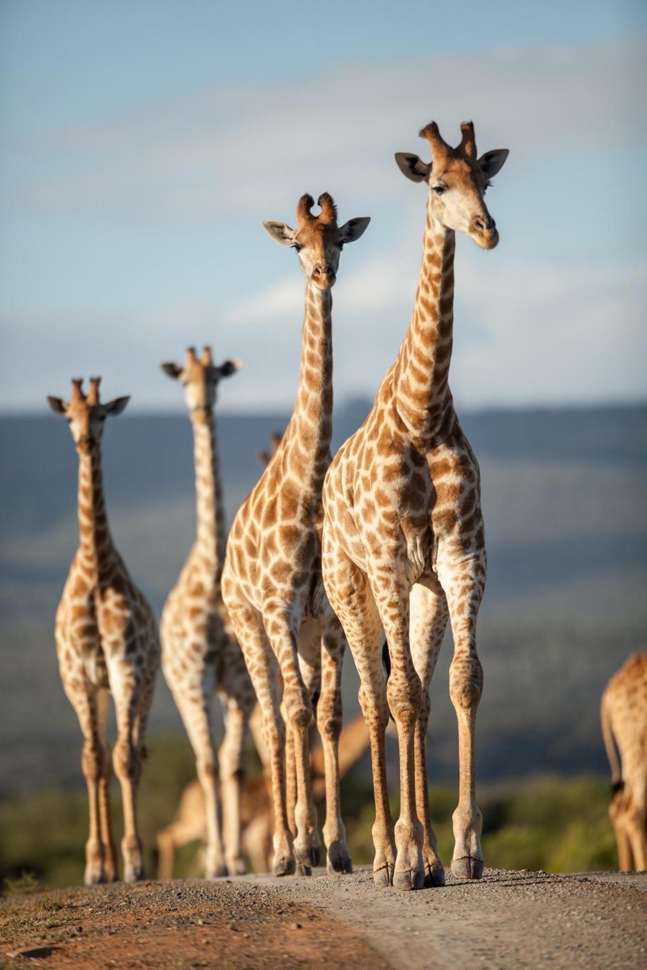 Kwandwe Private Game Reserve - Melton Manor Grahamstown Kültér fotó