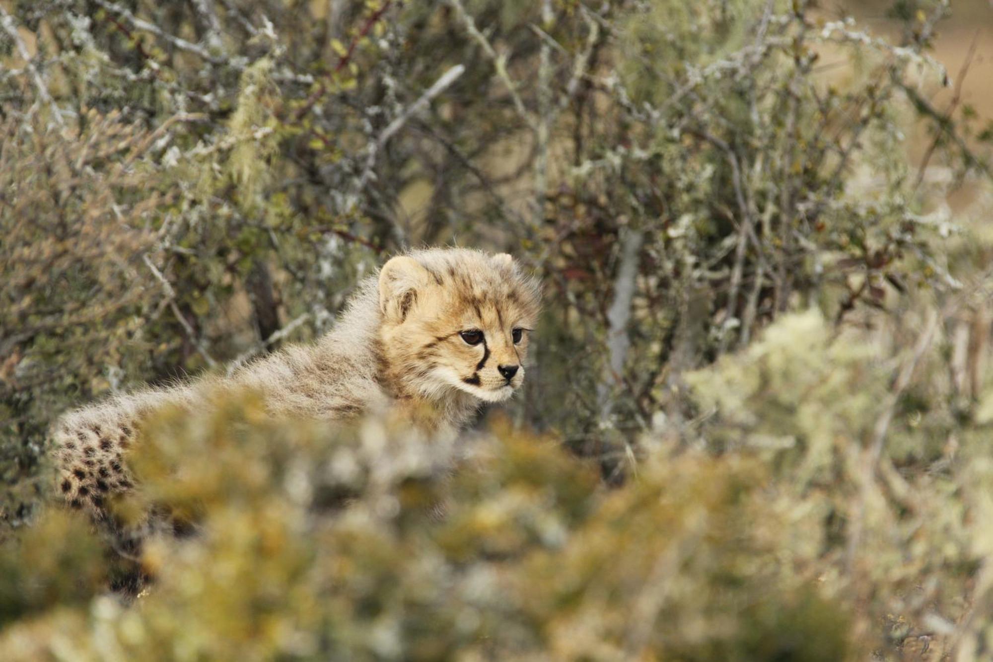 Kwandwe Private Game Reserve - Melton Manor Grahamstown Kültér fotó
