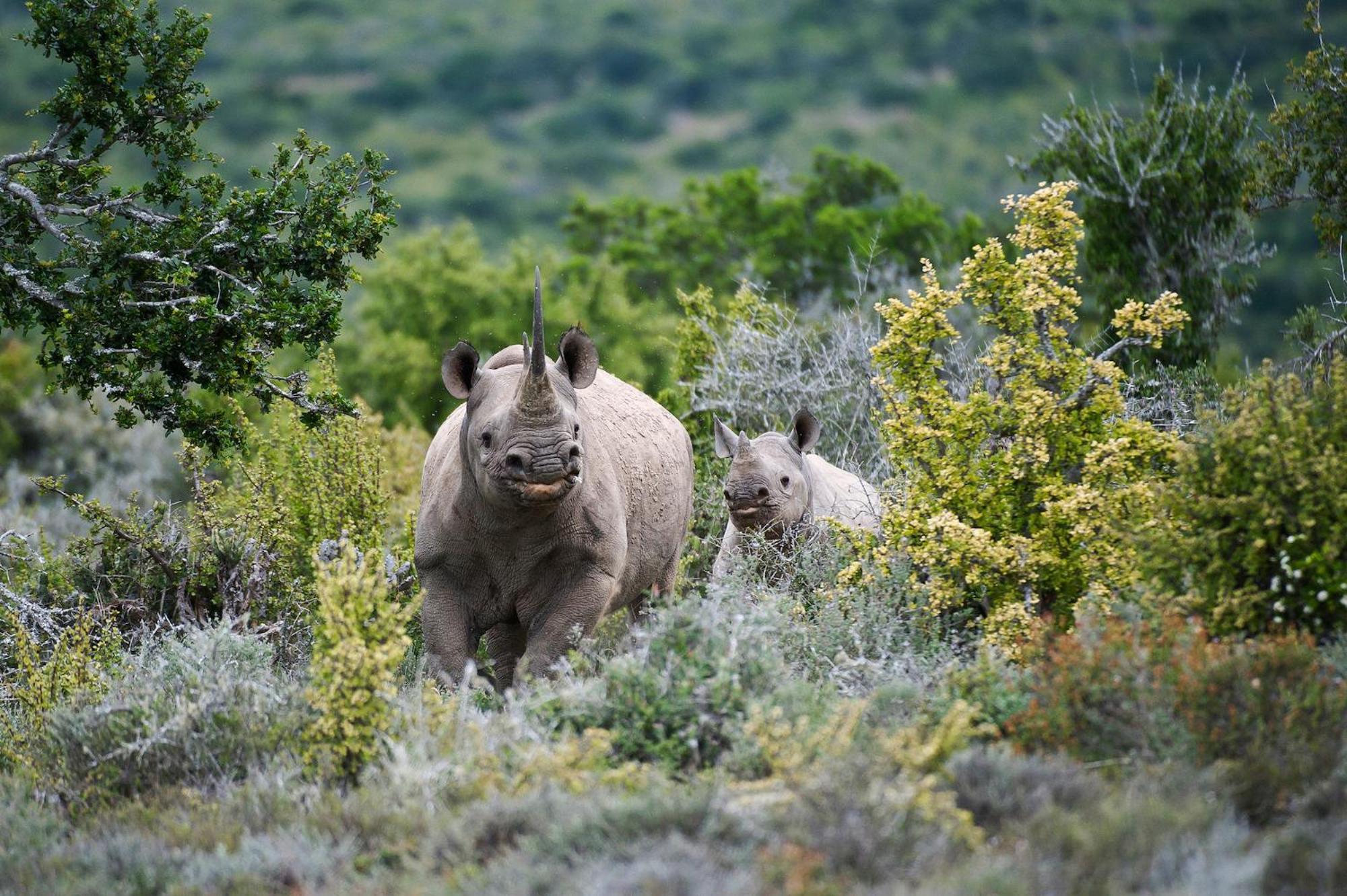 Kwandwe Private Game Reserve - Melton Manor Grahamstown Kültér fotó