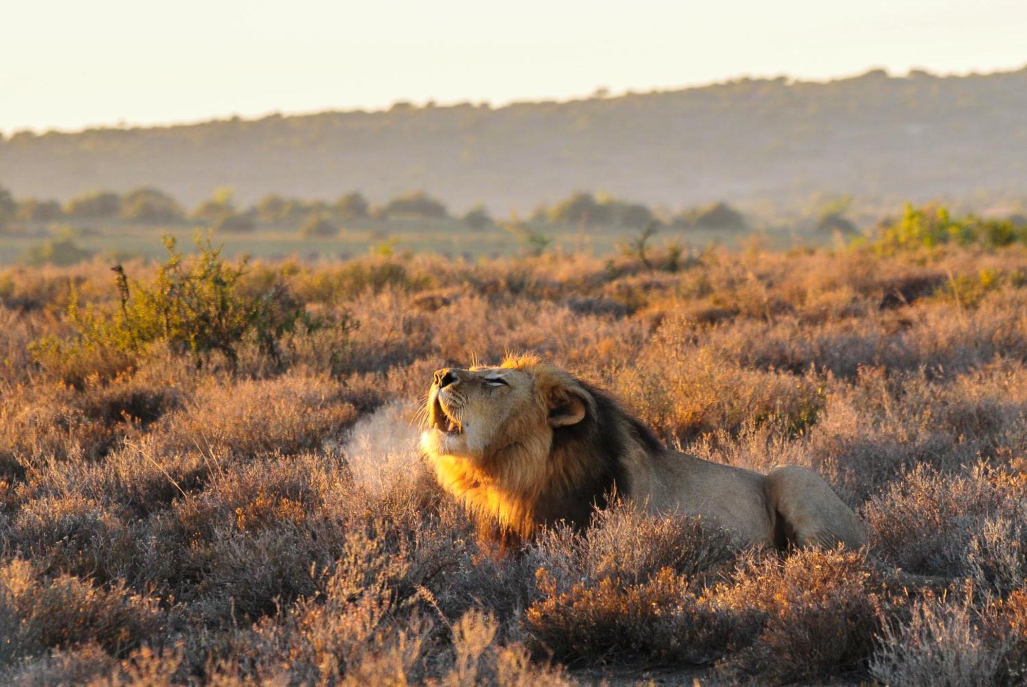 Kwandwe Private Game Reserve - Melton Manor Grahamstown Kültér fotó
