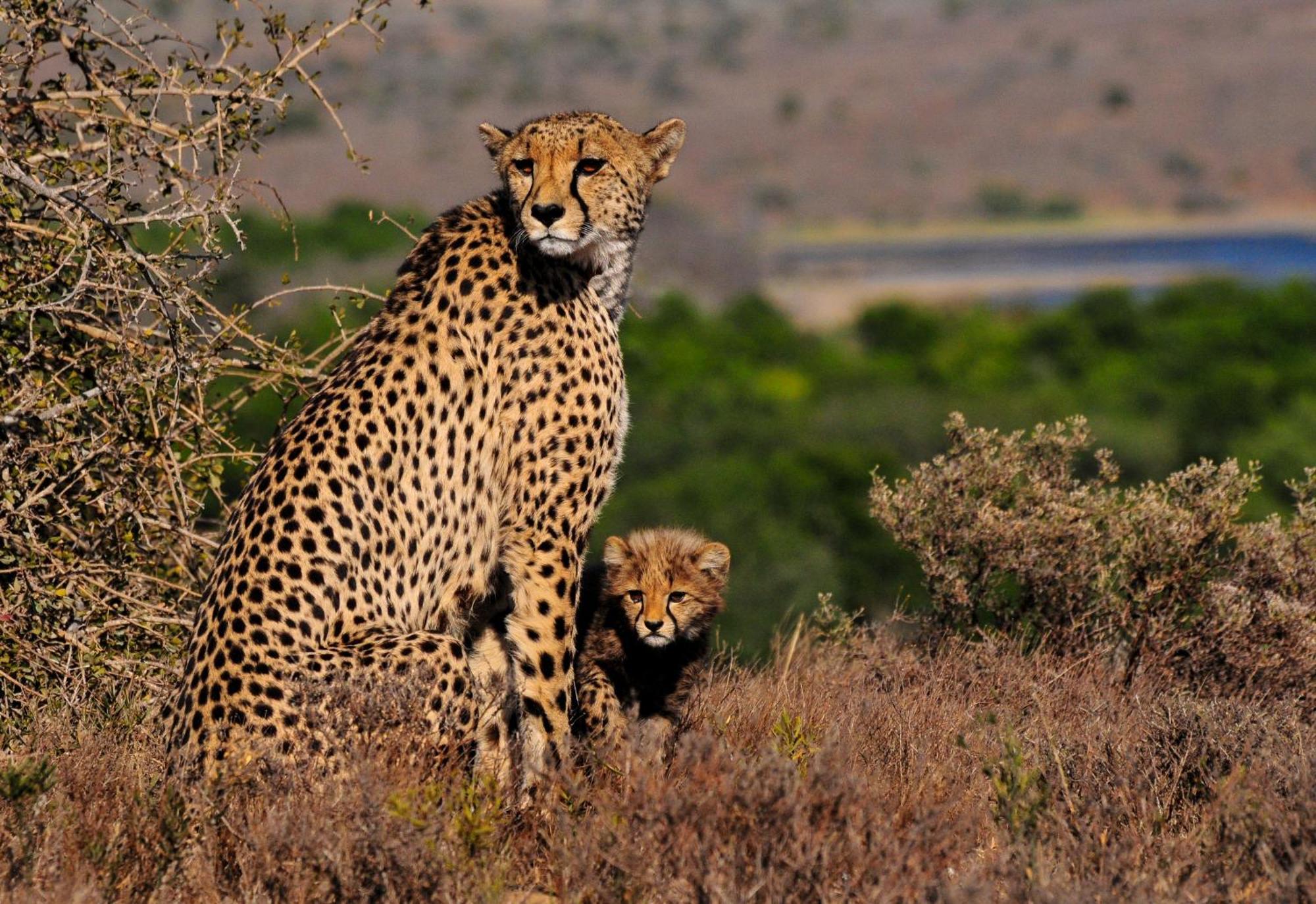 Kwandwe Private Game Reserve - Melton Manor Grahamstown Kültér fotó